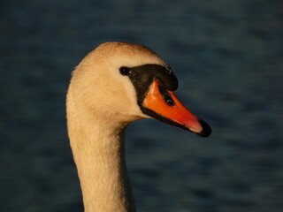 Mute swan (Cygnus olor) close up of swan's head with orange beak