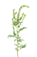 Ragweed Isolated on a white background. Ambrosia artemisiifolia,  annual ragweed or low ragweed.