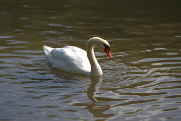 Koukounaries beach , at Skiathos island , in Greece