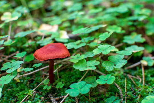Cortinarius rubellus in a autumn forest. Poisonous mushroom.