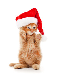 Cat in a Christmas hat.
