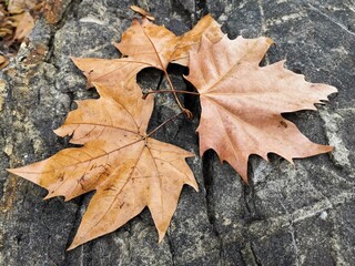 tres hojas caidas en el suelo