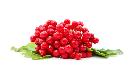 Twig of red viburnum with leaves.