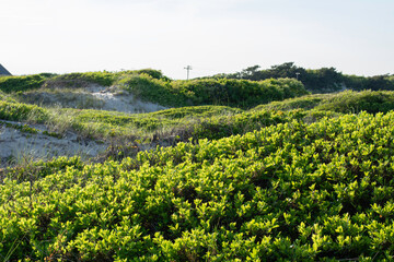 Fototapeta na wymiar MA Beach Landscape