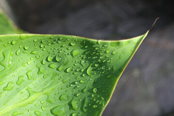 Fototapeta premium foglia macro con gocce di rugiada