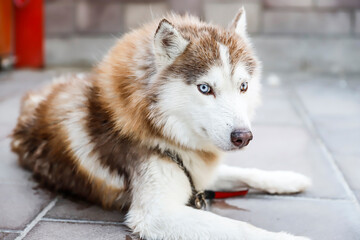siberian husky dog