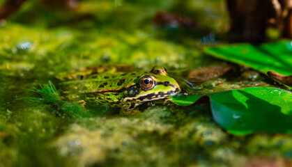 Teichfrosch