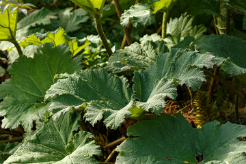 Gunnera manicata, known as Brazilian giant rhubarb plant