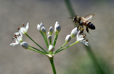 Biene auf einer Knoblauchblüte