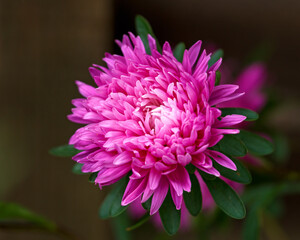pink aster perennial flowers plant on green leaves background in autumn cottage garden