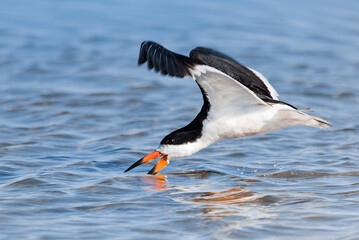 A black skimmer is skimming on the ocean surface for fish.