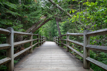 A wood trail in summer forest at Tahquamenon Falls State Park in Michigan