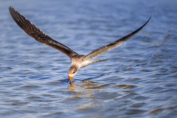 A juvenile black skimmer is hunting for fish in the ocean 