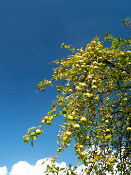 Gelber Apfelbaum
