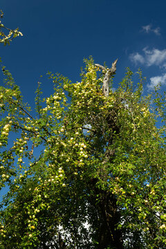 Gelber Apfelbaum