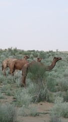 SAFARI JAISALMER INDE DESERT