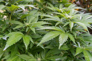 cannabis plant in the garden