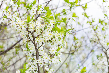 Cherry tree in blossom. Bird cherry closeup with selective focus