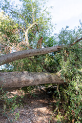 Fototapeta premium Fallen tree after extreme weather disaster like storm, hail storm or blizzard shows severe demolition of nature and the need for weather insurance due to dangerous weather and broken tree damage