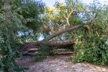 Fallen tree after extreme weather disaster like storm, hail storm or blizzard shows severe demolition of nature and the need for weather insurance due to dangerous weather and broken tree damage