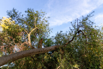 Fallen tree after extreme weather disaster like storm, hail storm or blizzard shows severe demolition of nature and the need for weather insurance due to dangerous weather and broken tree damage