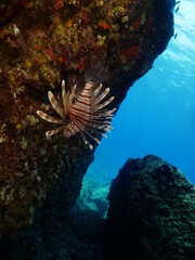 lionfish  underwater invasive fish underwater mediterranean sea ocean scenery