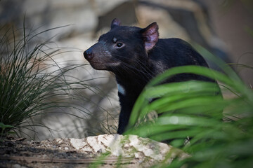 Tasmanian devil walks on path