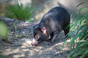 Tasmanian devil walks on path sniffing