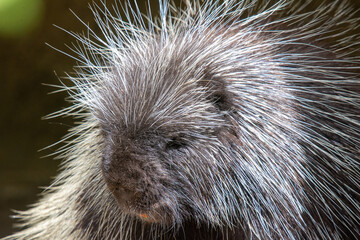 close up of a porcupine