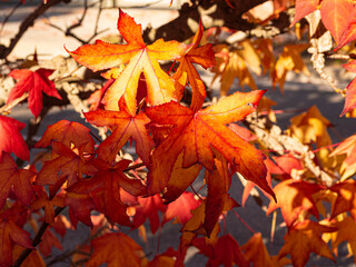 Paisaje otoñal con hojas de colores amarillos y rojos. Llinars del Valles, otoño 2019