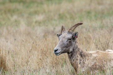 young goat on a meadow
