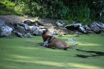Pies kapie sie w wodzie podczas spaceru © Iwona