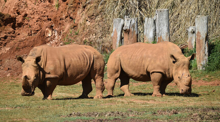 Fototapeta premium rinoceronte