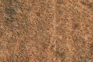 Yellow hay background dry grass texture. Golf or football field. Natural background. Lawn during a drought.