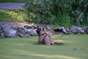 Pies kapie sie w wodzie podczas spaceru © Iwona