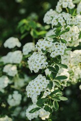 Close-up of flowering spiraea vanhouttei