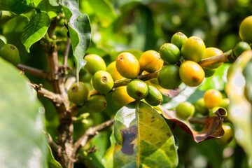 Plantation with green coffee leaves in Colombia