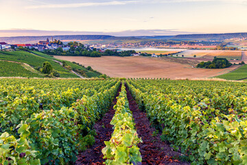 Champagne region in France. A beautiful view.	