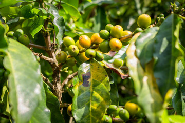 Coffee beans drying in the sun 