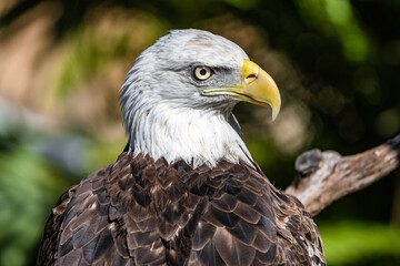 Obraz premium AMERICAN BALD EAGLE