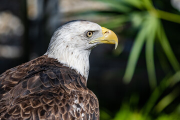 AMERICAN BALD EAGLE