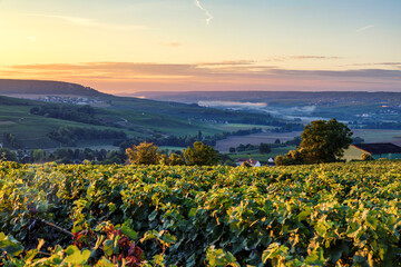 Champagne region in France. A beautiful view.	
