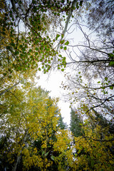 Fototapeta premium Looking up onto forest canopy.