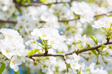 Fototapeta na wymiar Flowers of the cherry blossoms on a spring