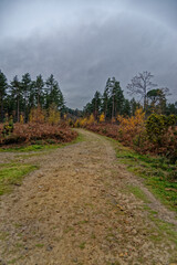 Ashdown Forest - Sussex, United Kingdom