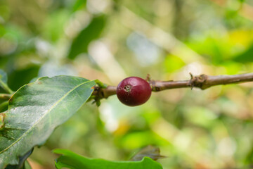 Coffee beans drying in the sun 