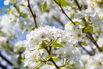 Flowers of the cherry blossoms on a spring