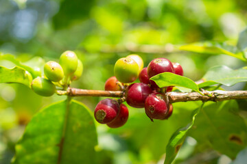 Plantation with green coffee leaves in Colombia