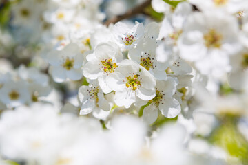 Obraz premium Flowers of the cherry blossoms on a spring