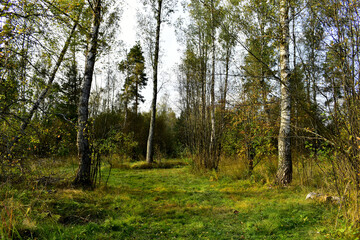 rare birch forest with shrubs
